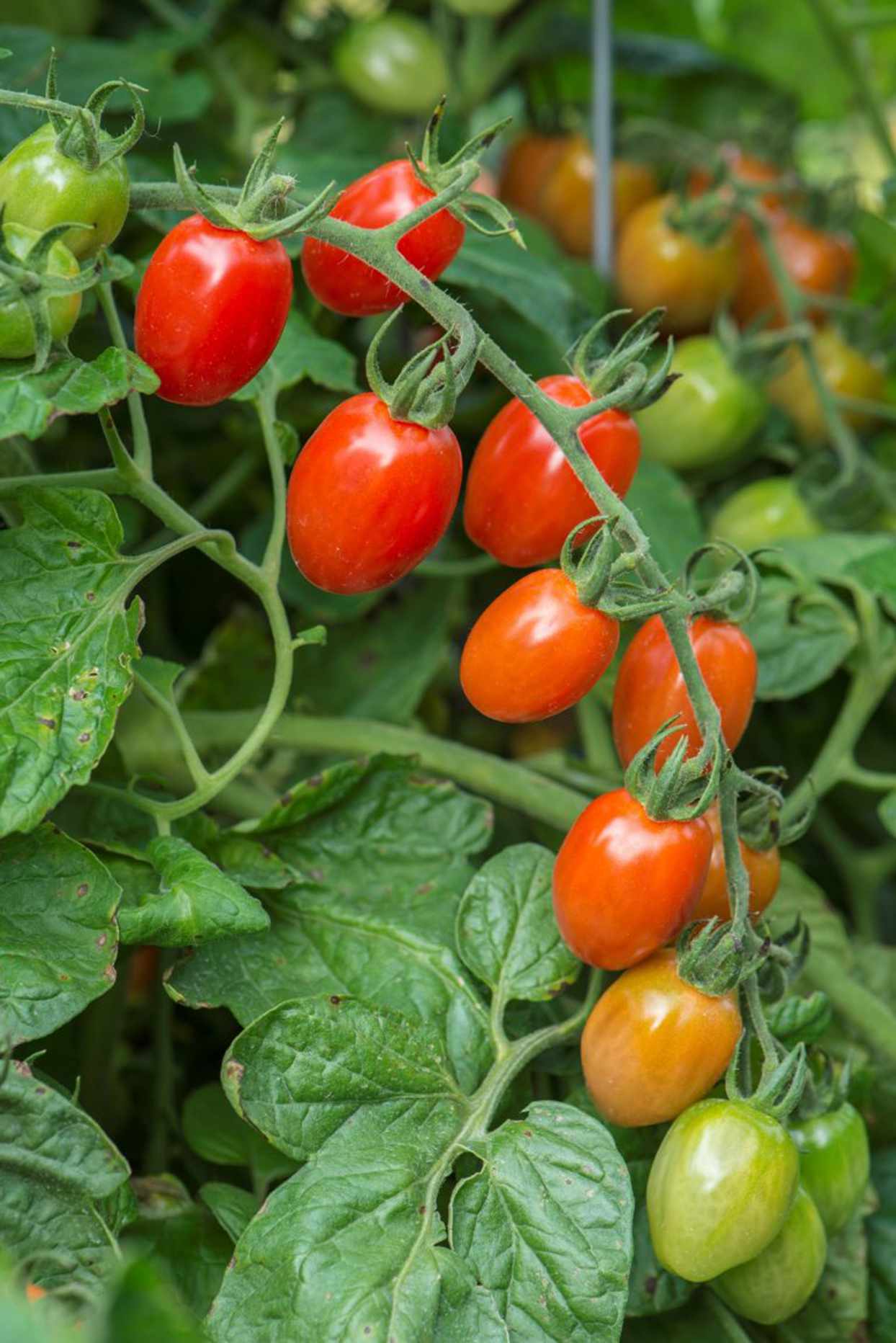 cluster of celano tomatoes growing on vine