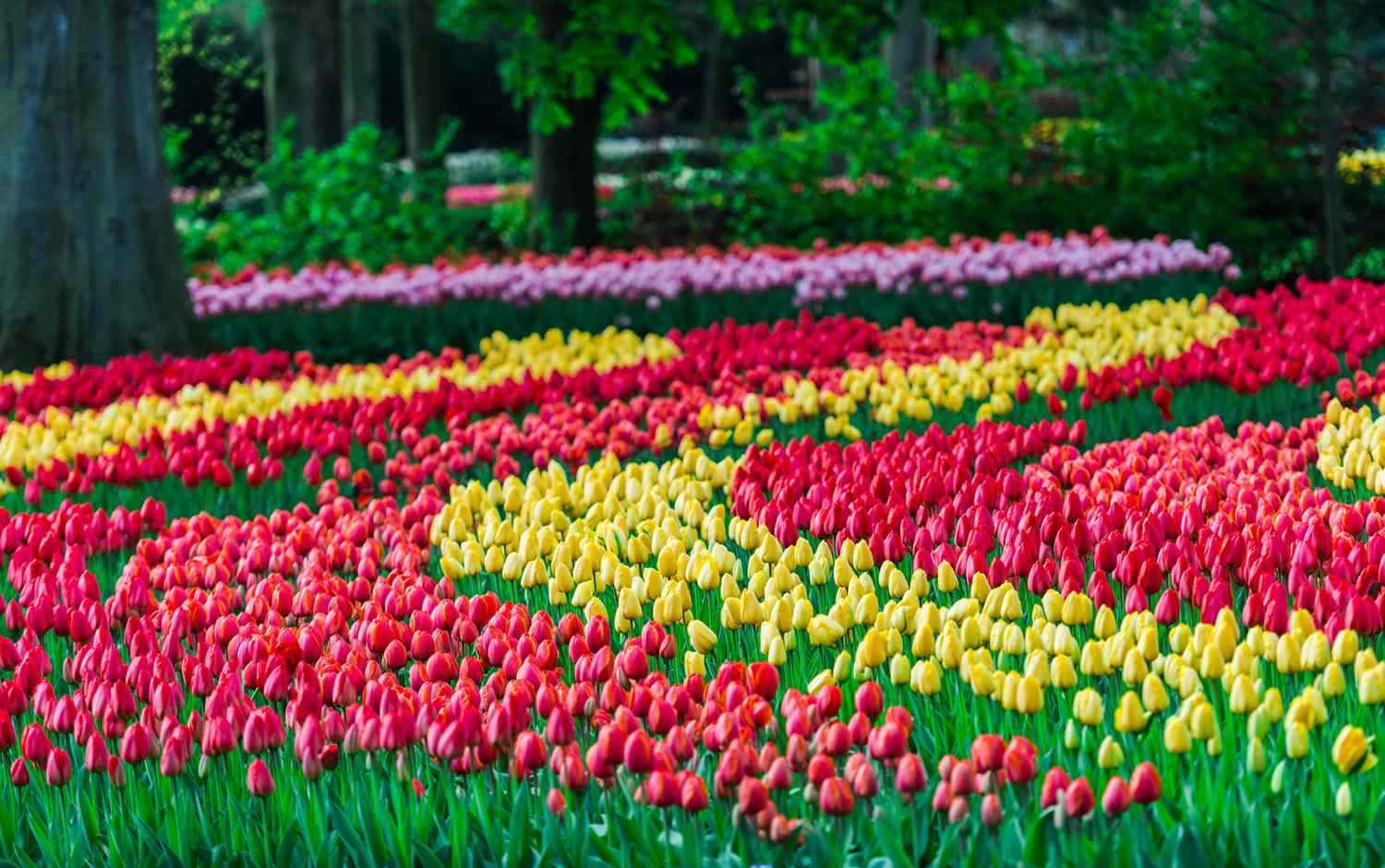 rows of colorful tulips and a large tree