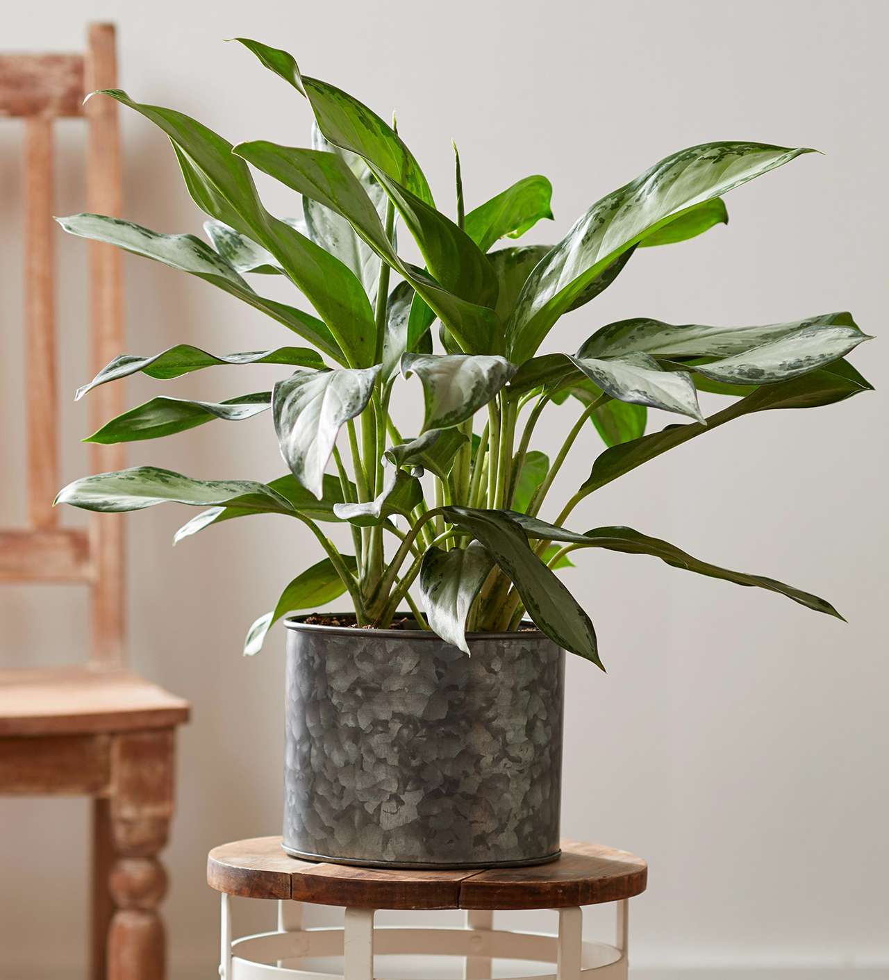 chinese evergreen gray pot houseplant