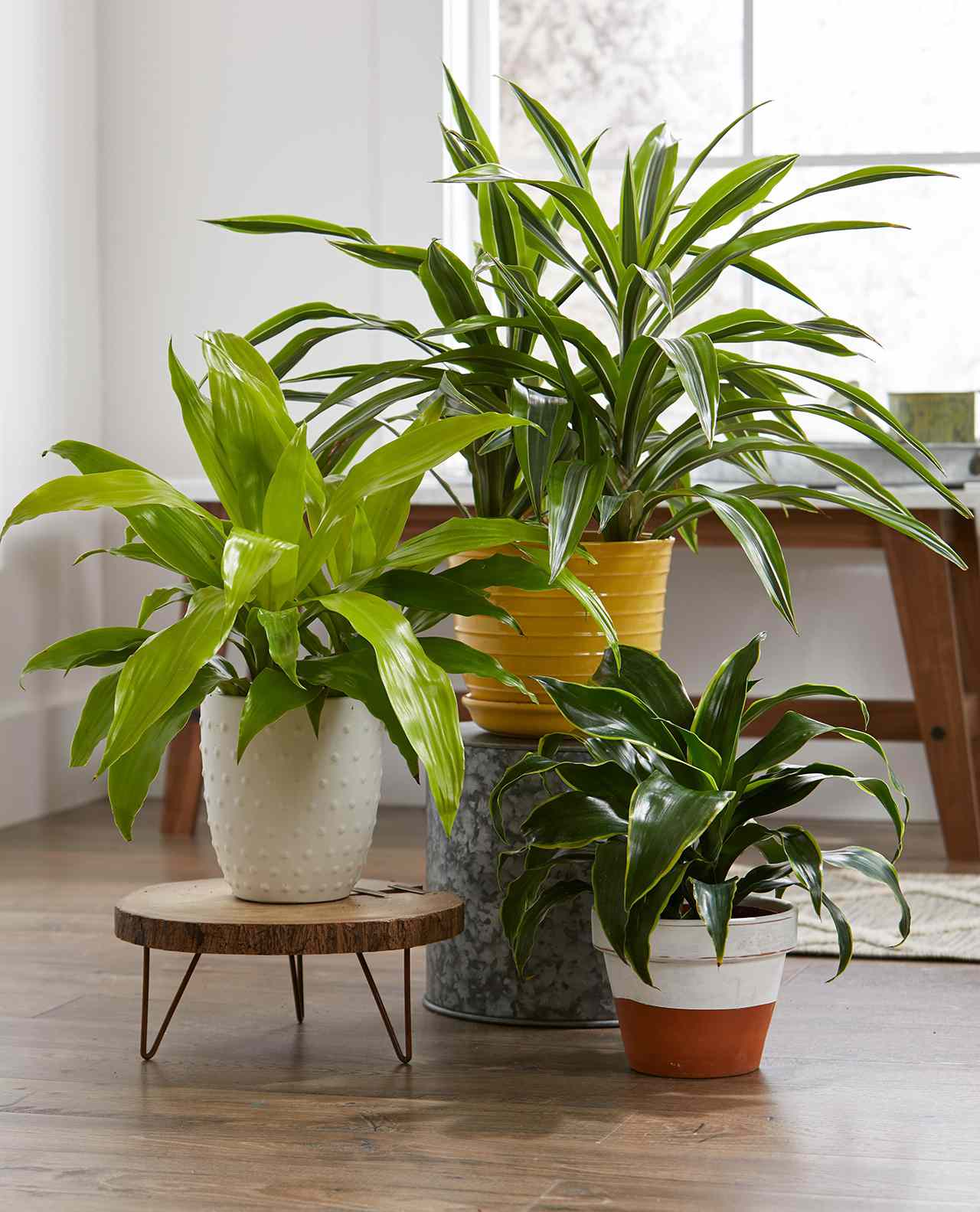 three indoor houseplants in decorative pots