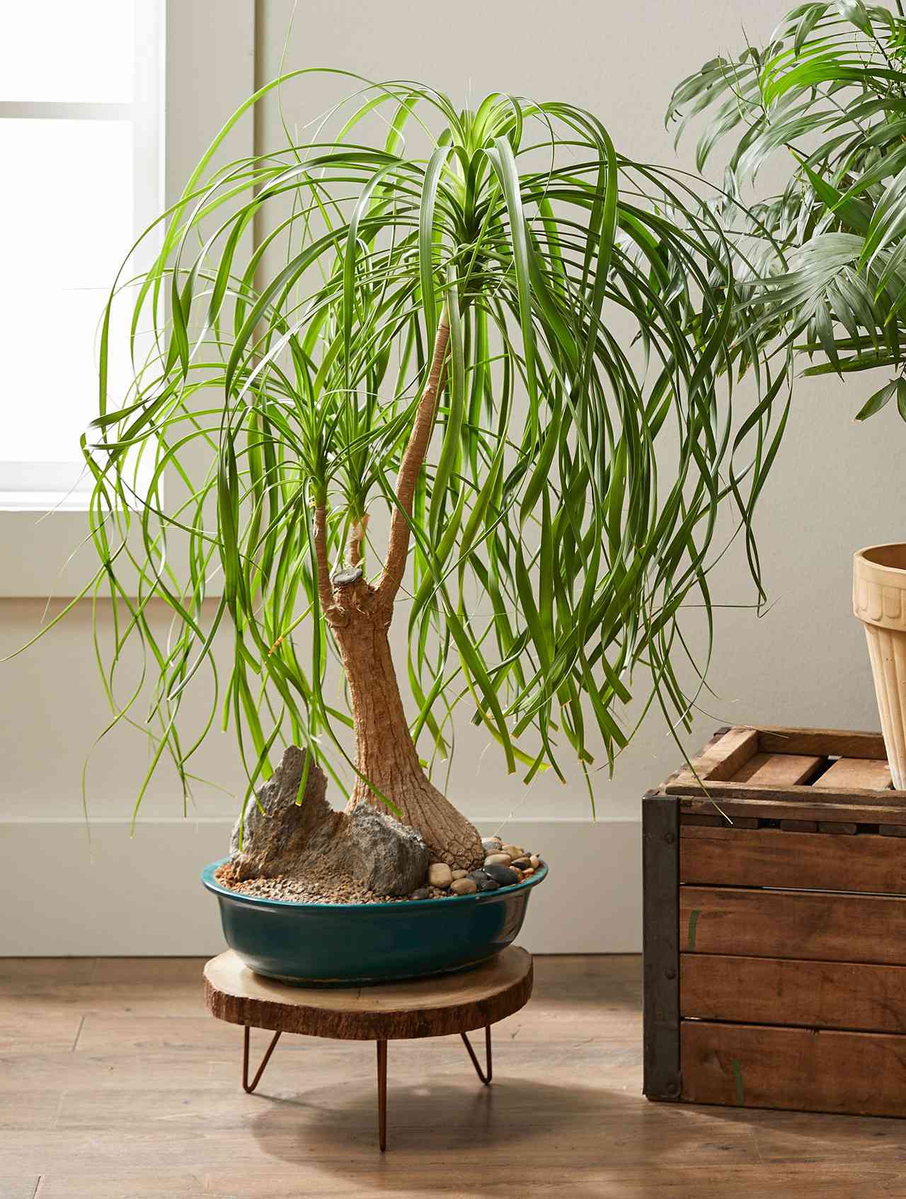 ponytail palm houseplant