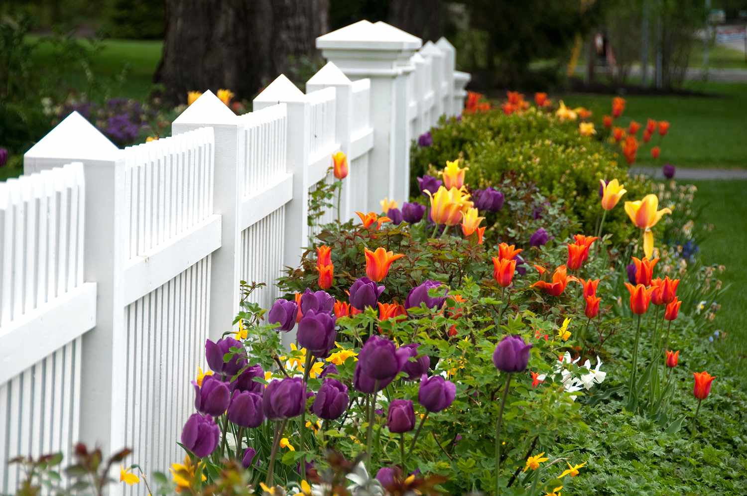 orange and purple tulips against white picket fence