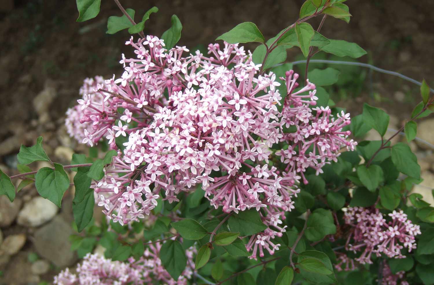 Lilac-Summer Flowers for Home Garden