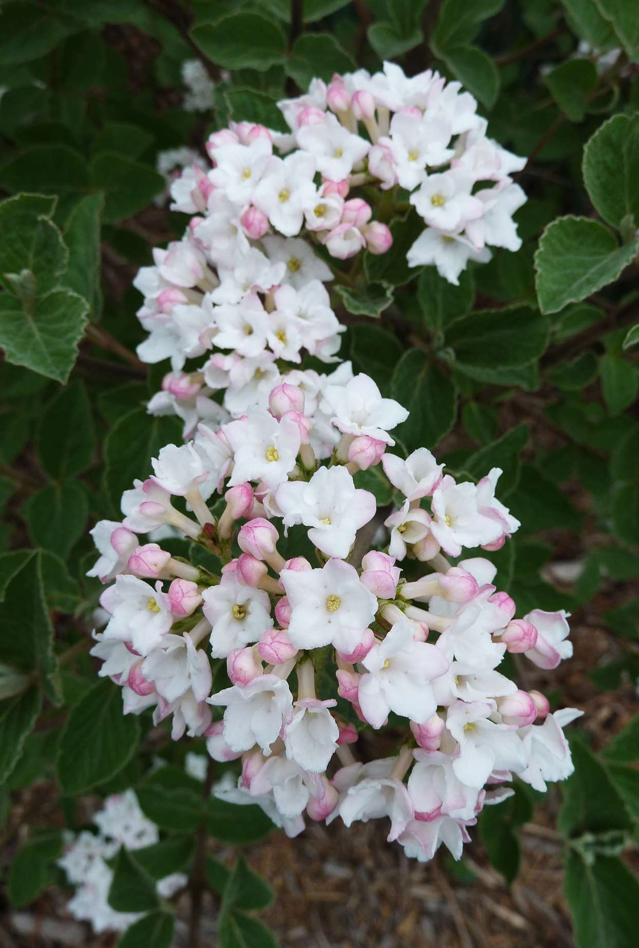white and pink clusters of viburnum flowers