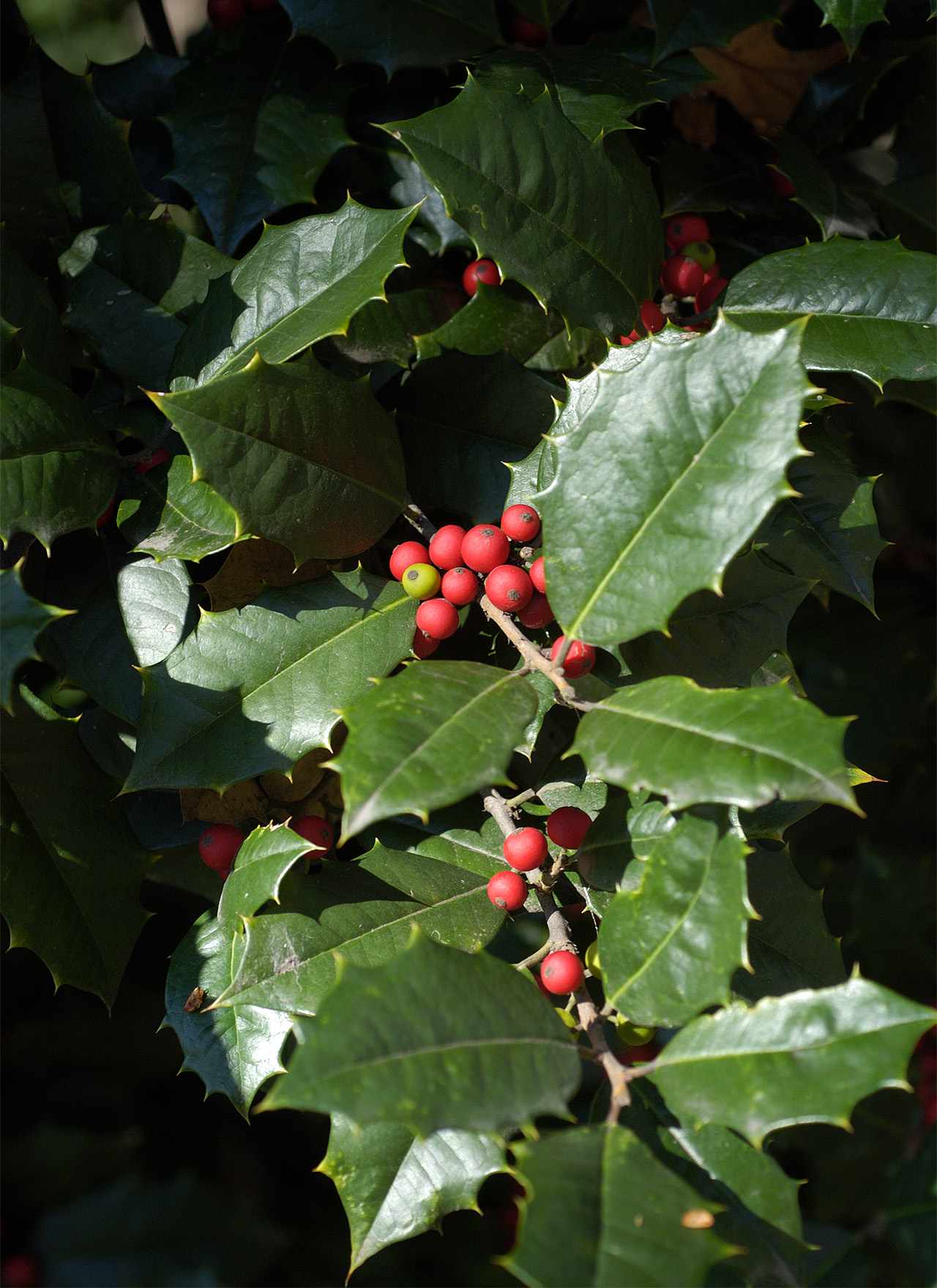 broadleaf evergreens american holly tree red berries and green leaves