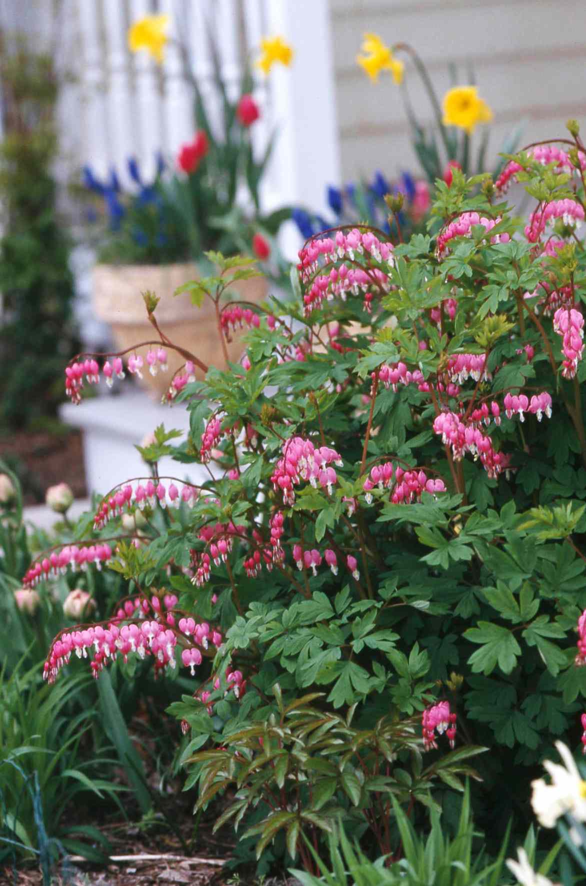 Plan Your Prettiest Garden Yet with this Guide to Perennial Flowers by Season