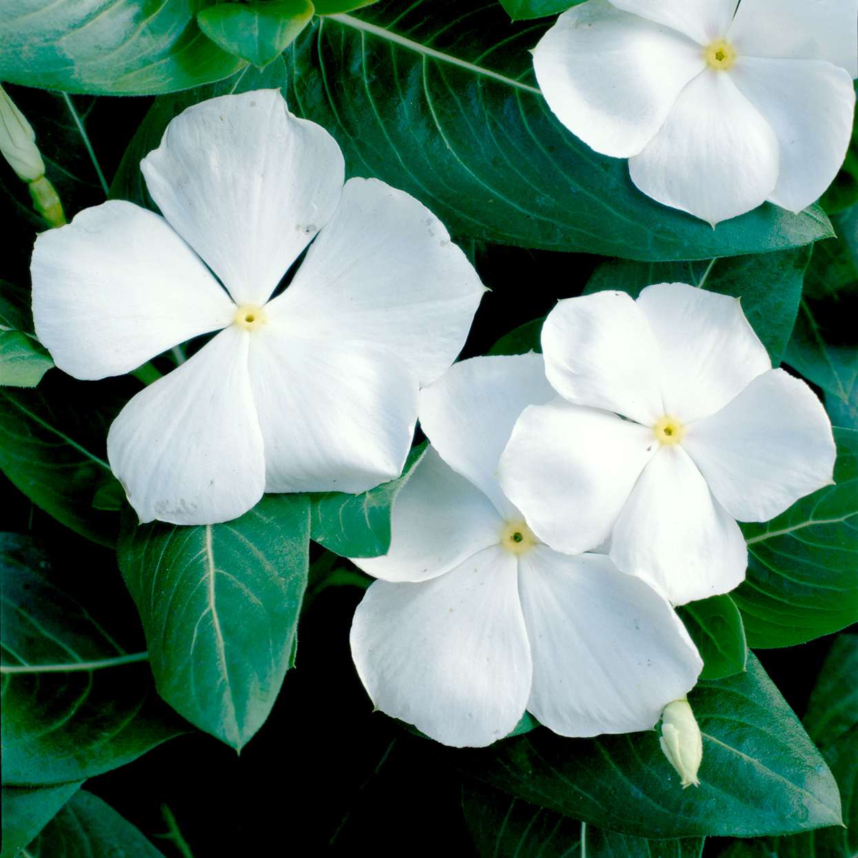 Catharanthus 'Pretty in White' vinca