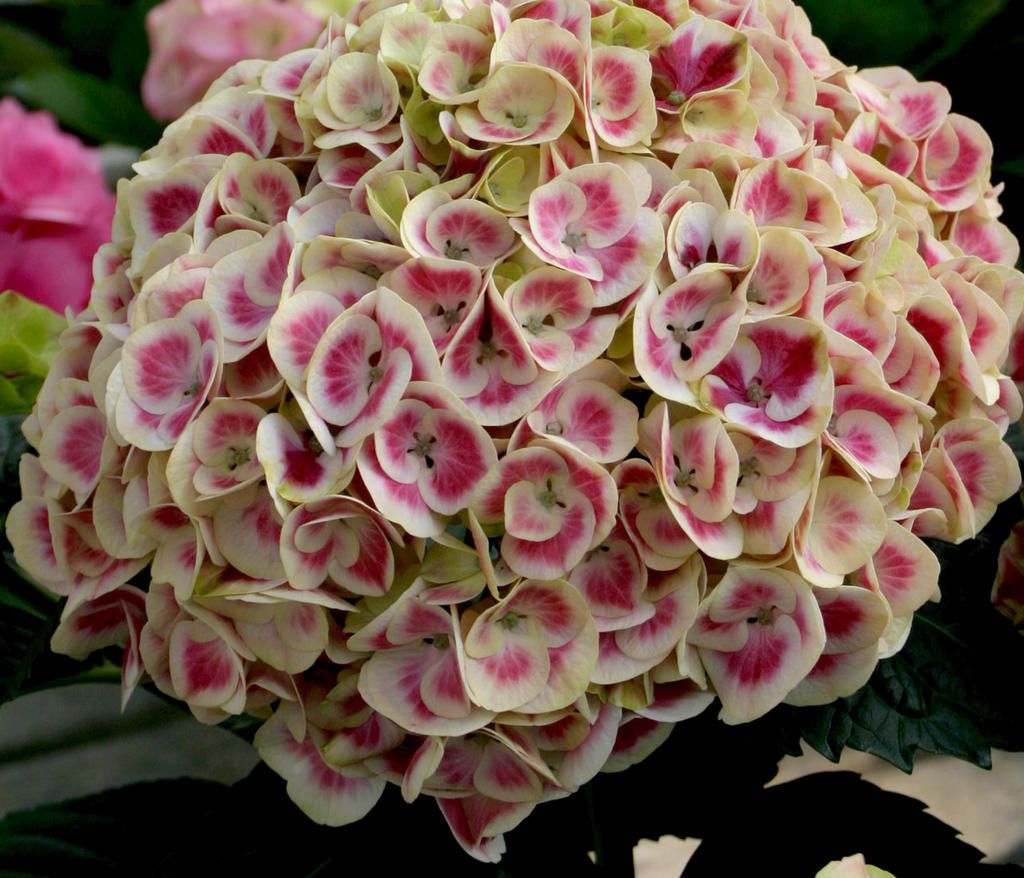 close up of bicolored hydrangea flowers