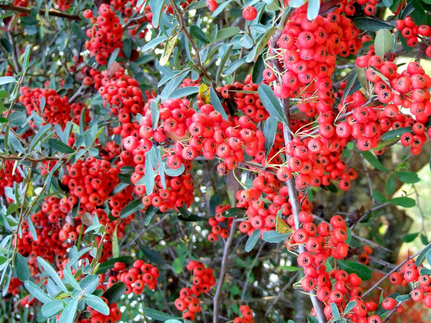 Close up of red Pyracantha berries