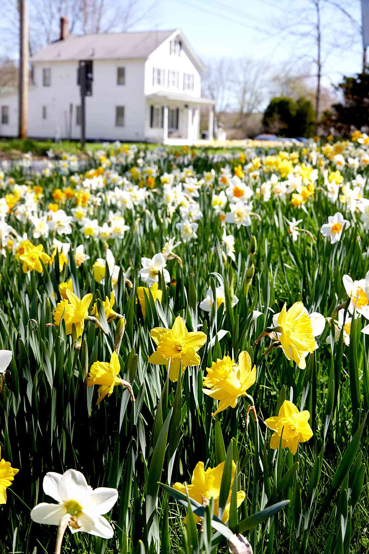 Daffodils with country house