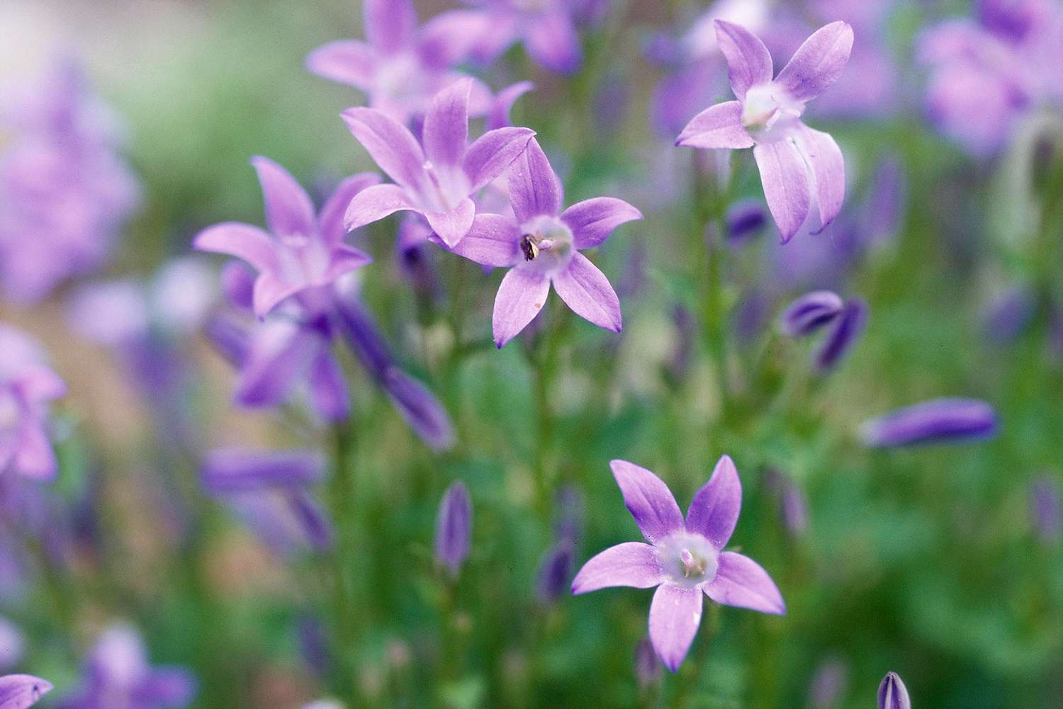 Detail of Purple Campanula Blooms