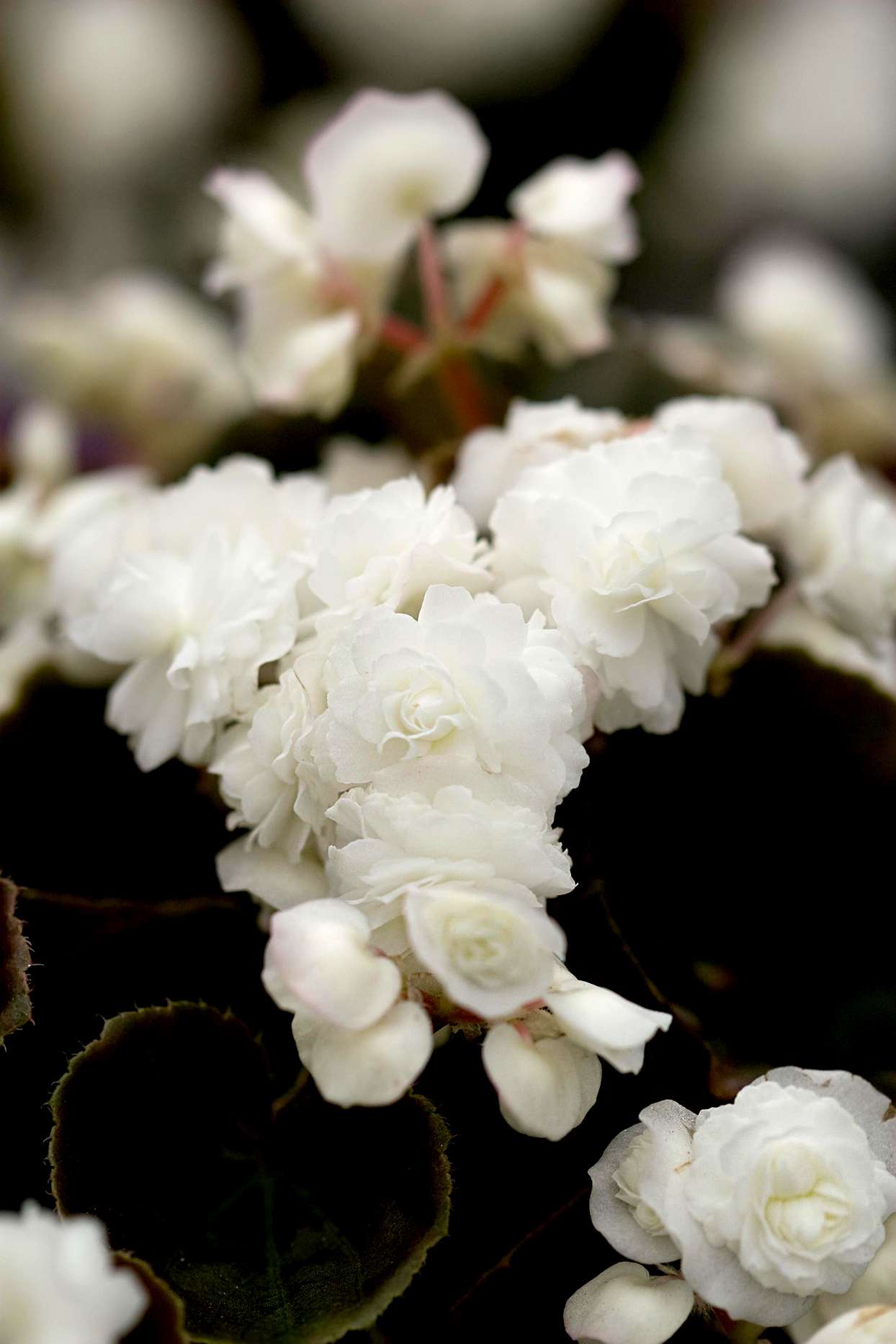 'Doublet White' Begonia