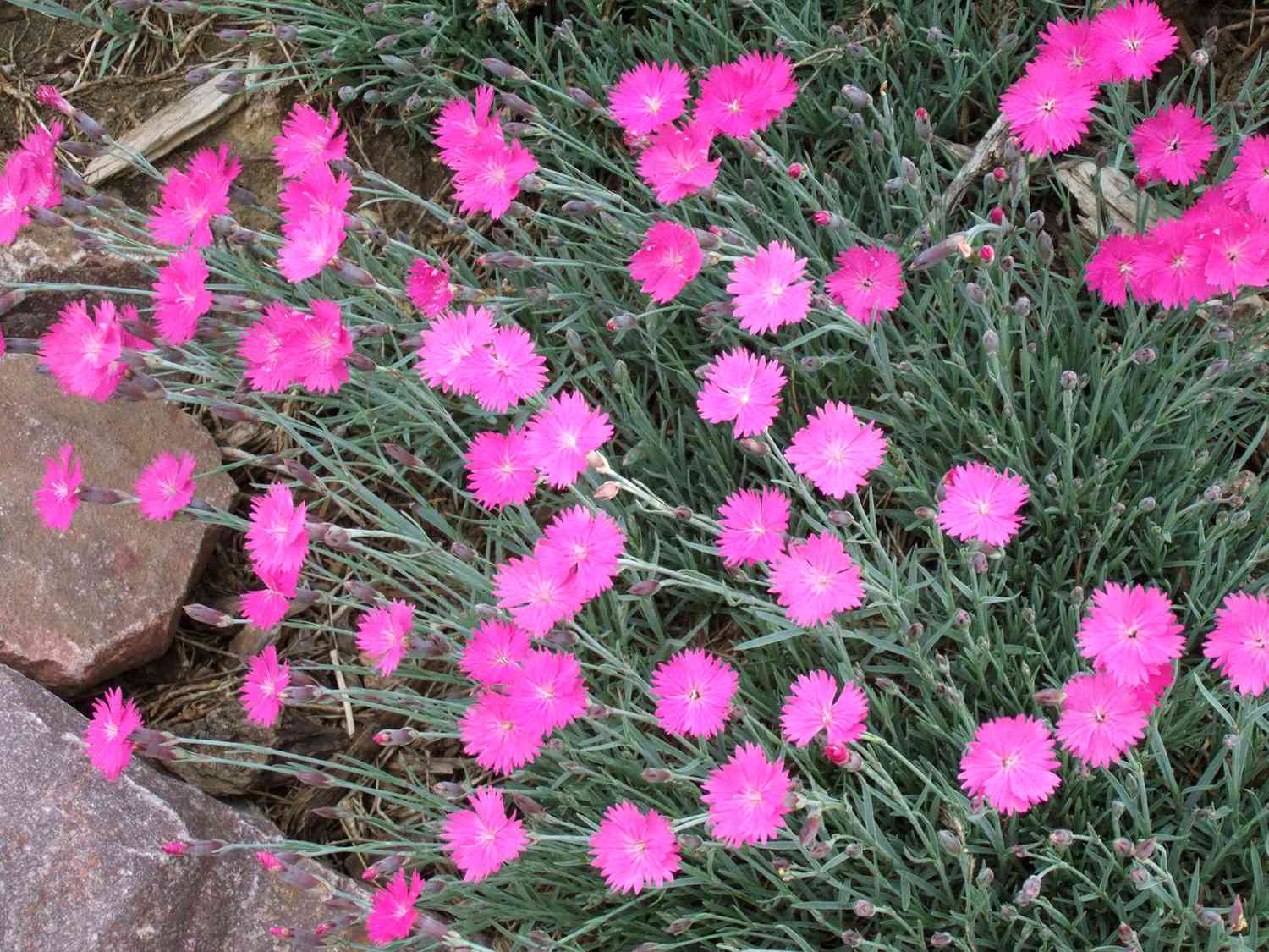 top tropical plant CARNATION flower 10 seeds of DIANTHUS DELTOIDES high quality selected seeds