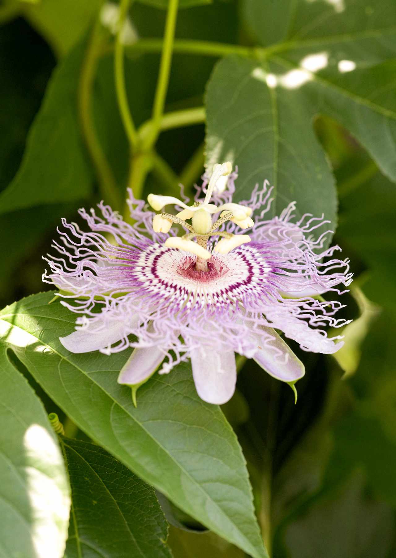 Hardy Passionflower