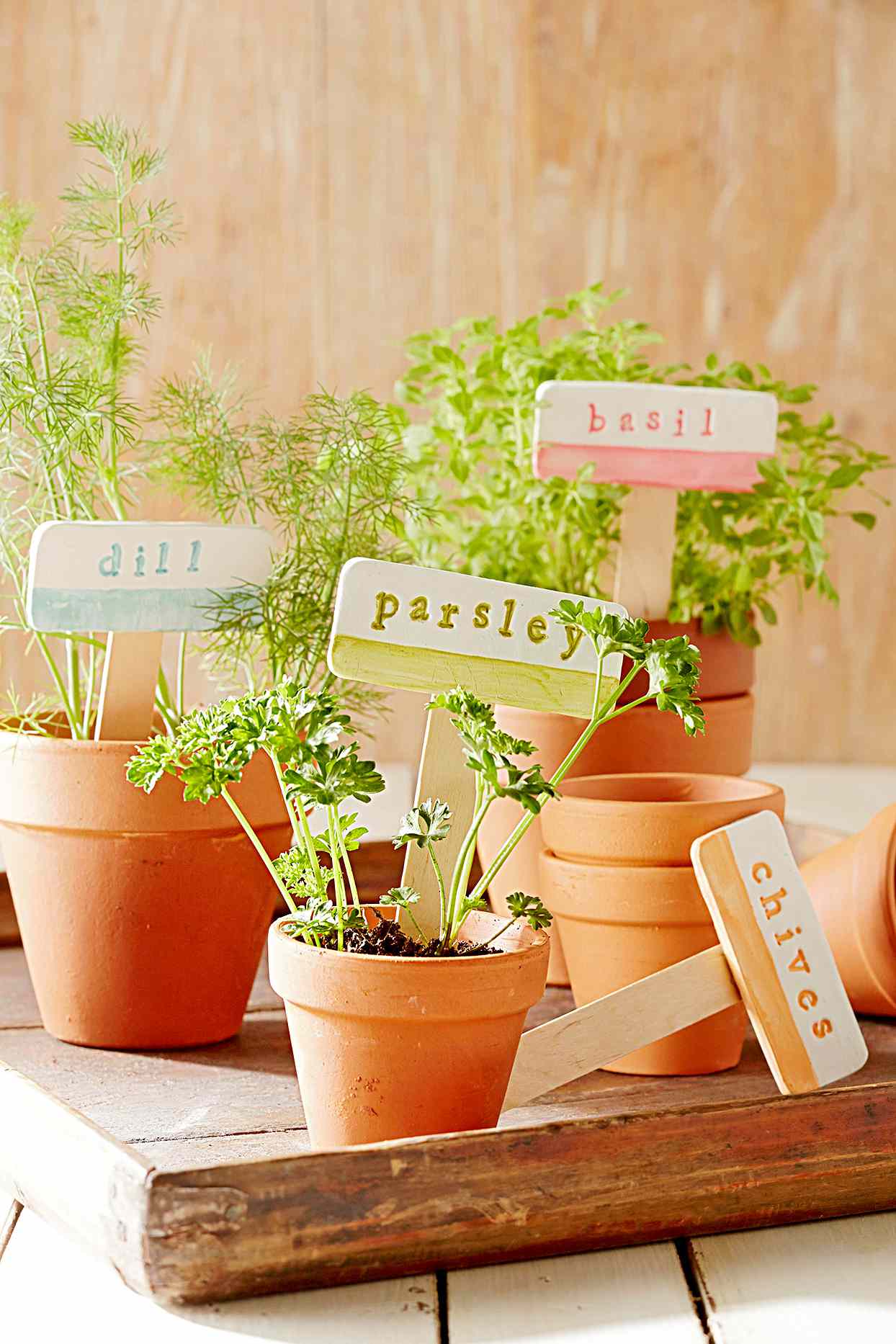 Herbs in terra cotta pots with signs