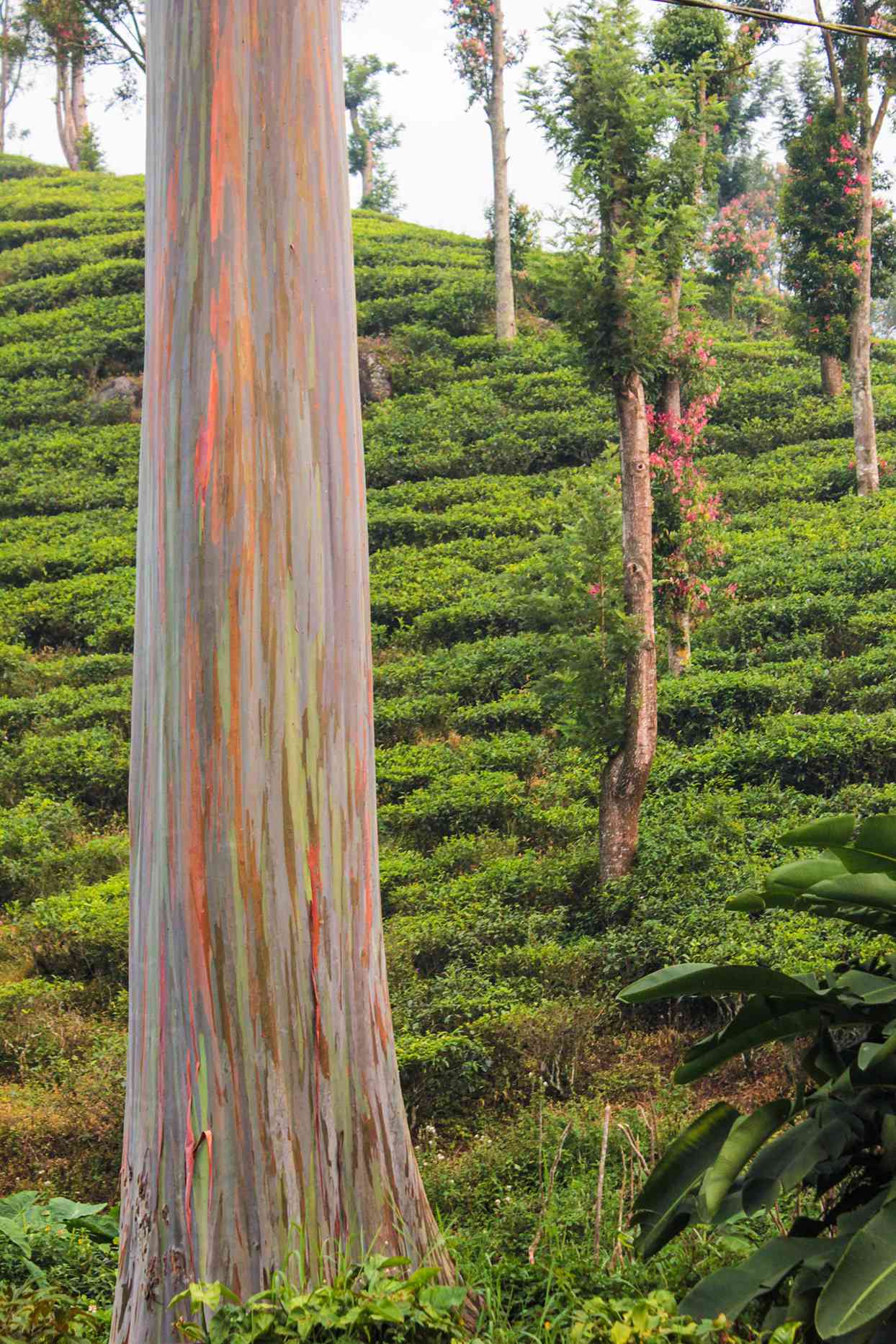 rainbow eucalyptus tree growing in Indonesia