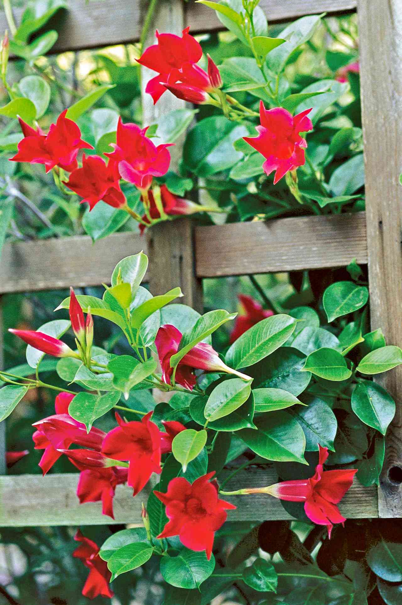 Mandevilla plant care growing mandevilla in your gardengardening know how