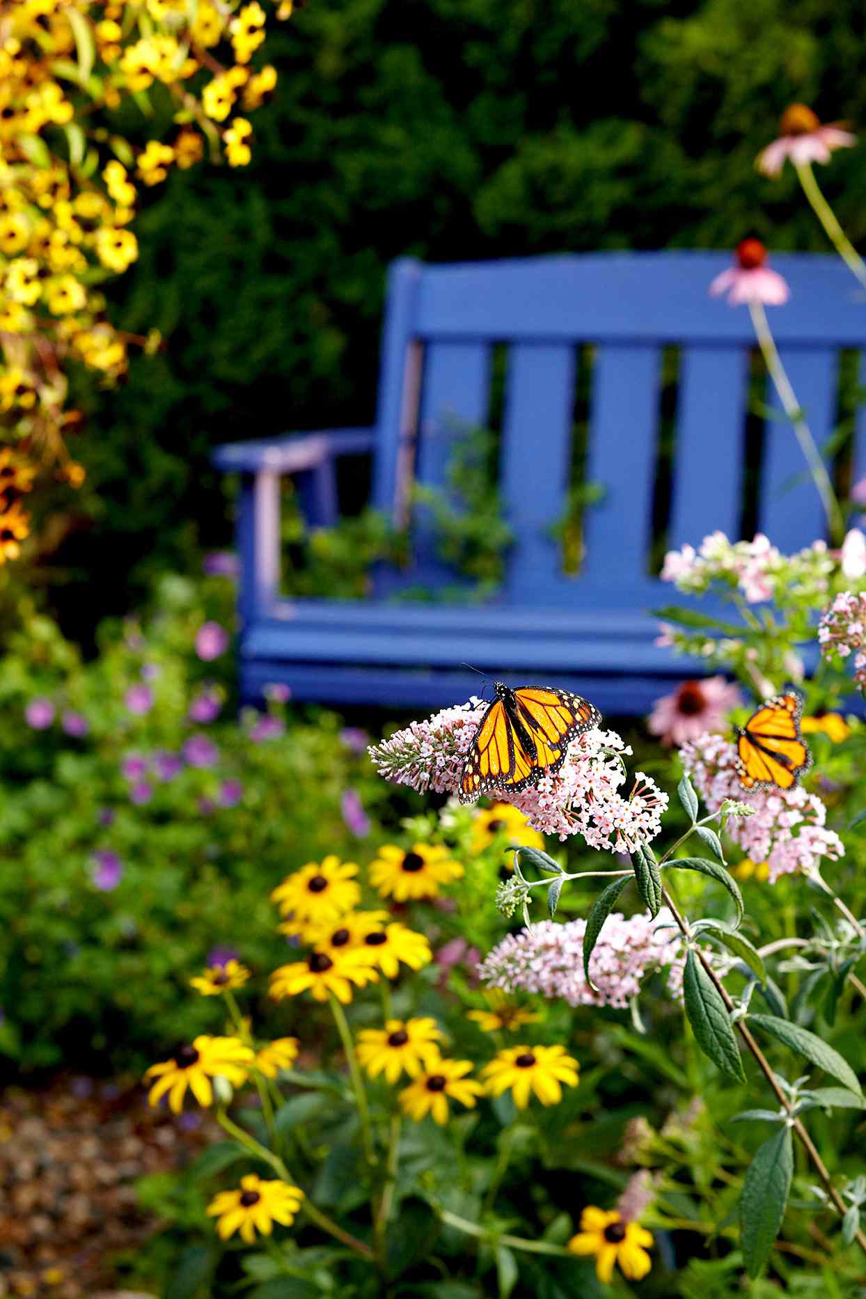 Monarch butterfly among flowers and blue bench