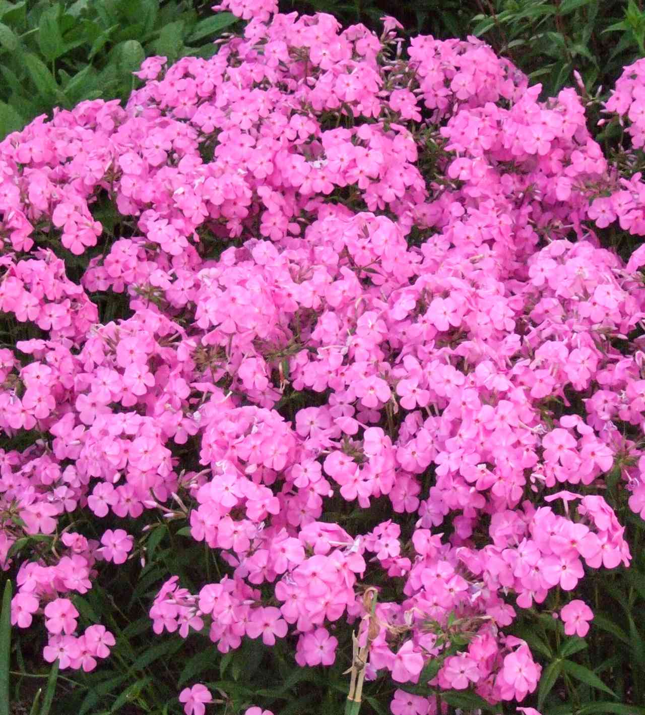 moss phlox pink flowers