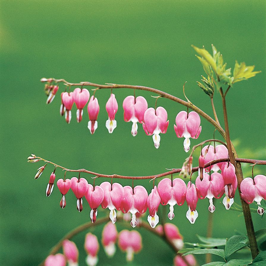 Old-Fashioned Bleeding Heart Dicentra spectabilis