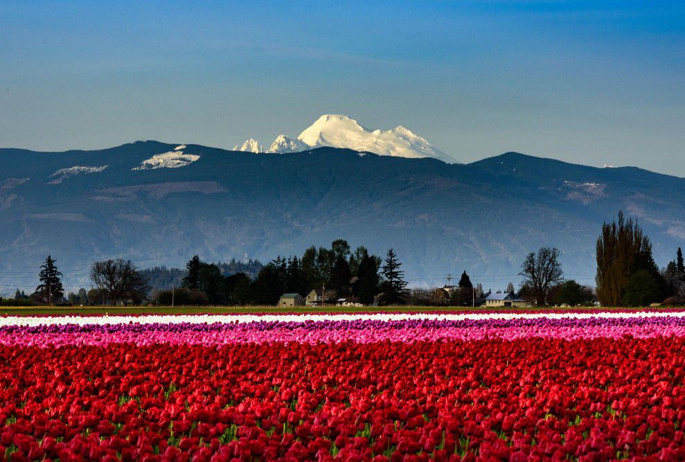 tulip field looking out on mountains