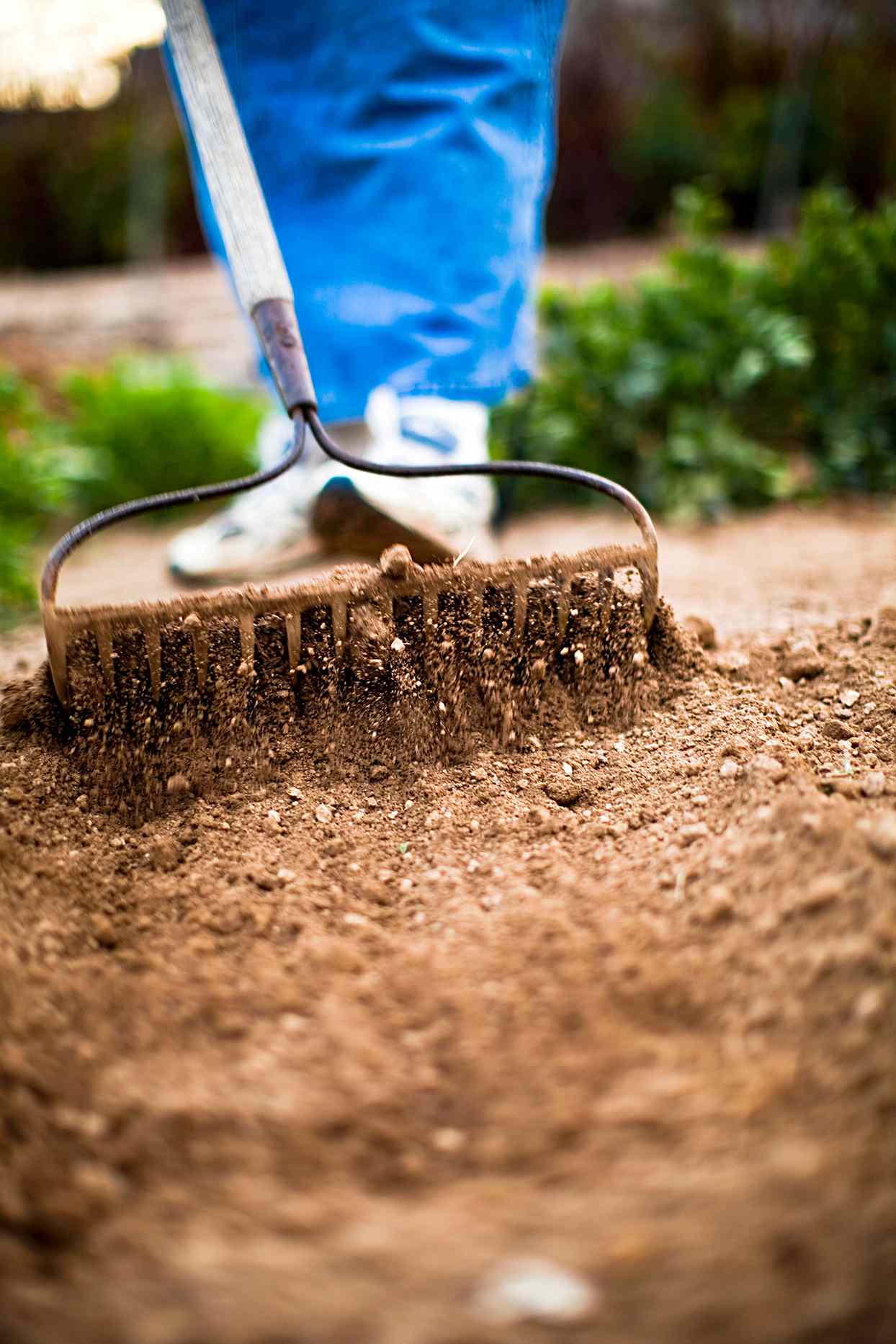 Person raking soil