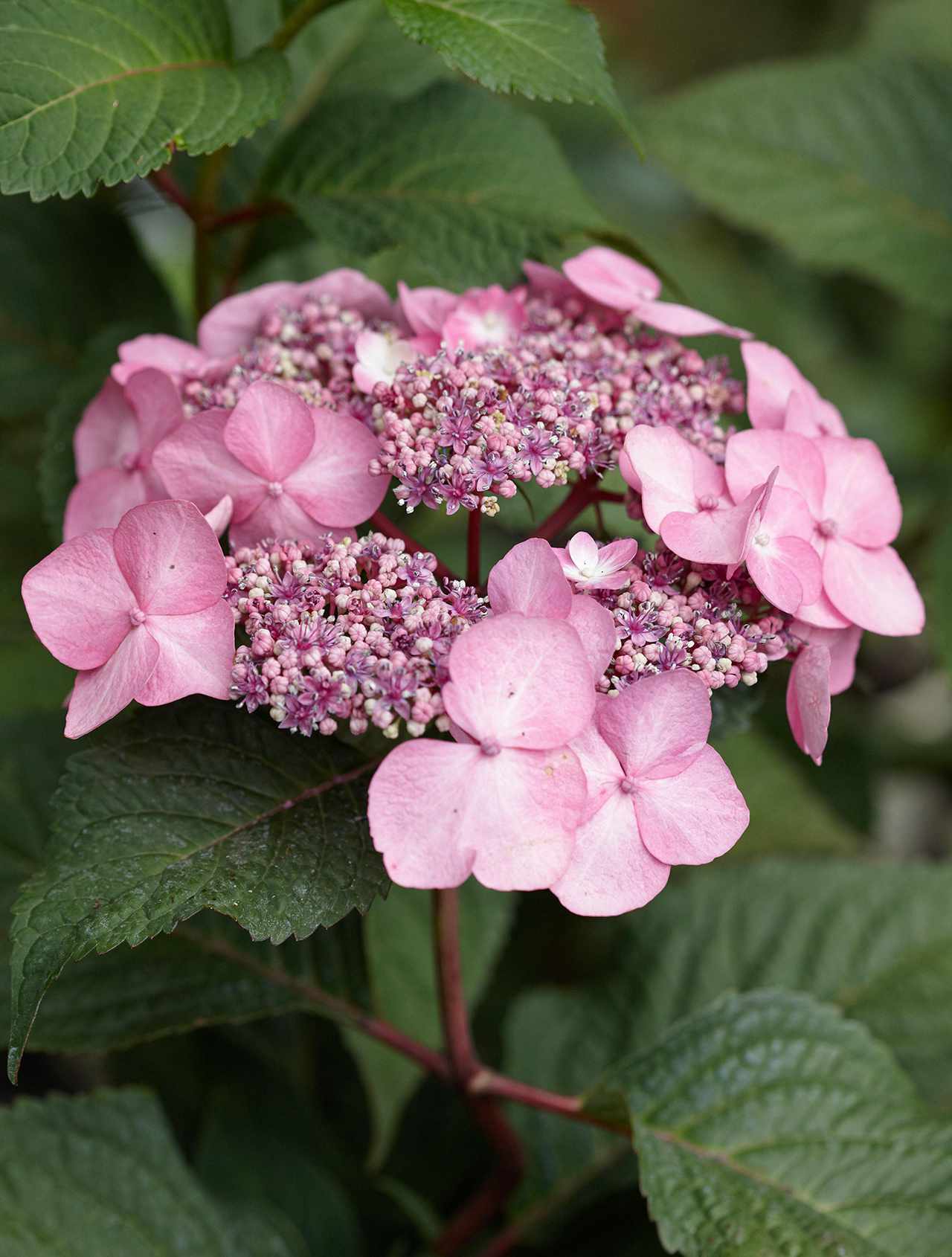 How To Choose The Best Hydrangea Varieties For Your Garden Better Homes Gardens,Types Of Owls In Southern California