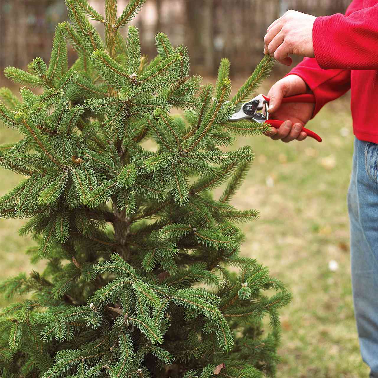 man in red shirt pruning spruce tree with shears
