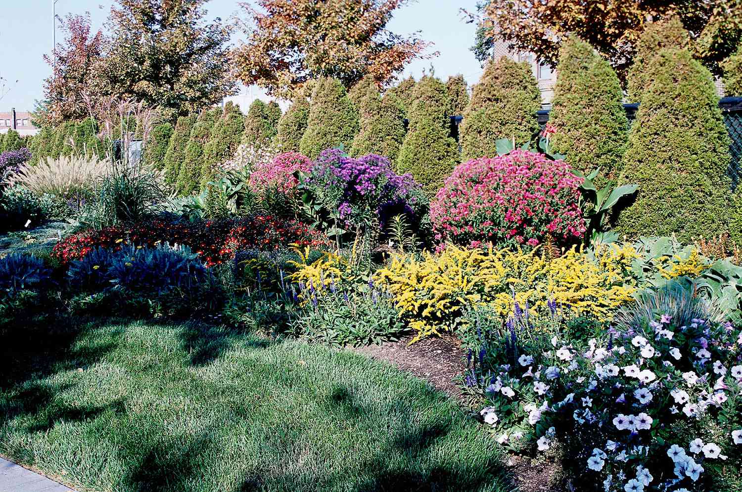 Thuja Occidentalis Garden