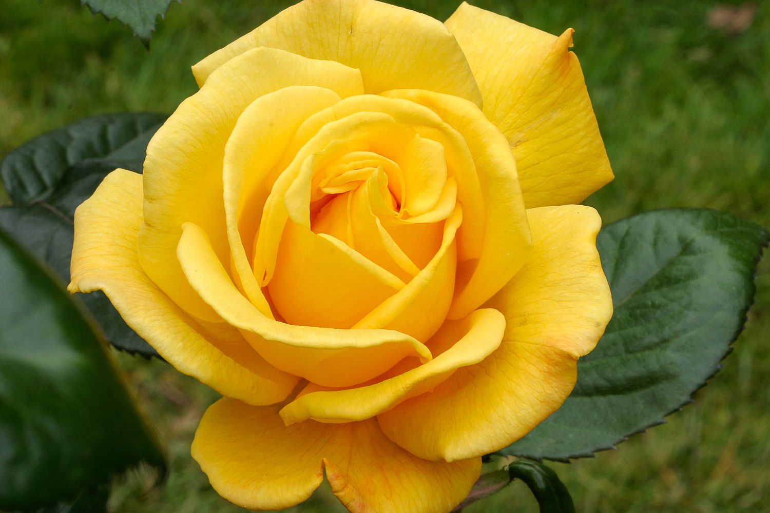 Double Yellow Rose Flower Seeds Professional Pack 50 Seeds Strong Fragrant Rose