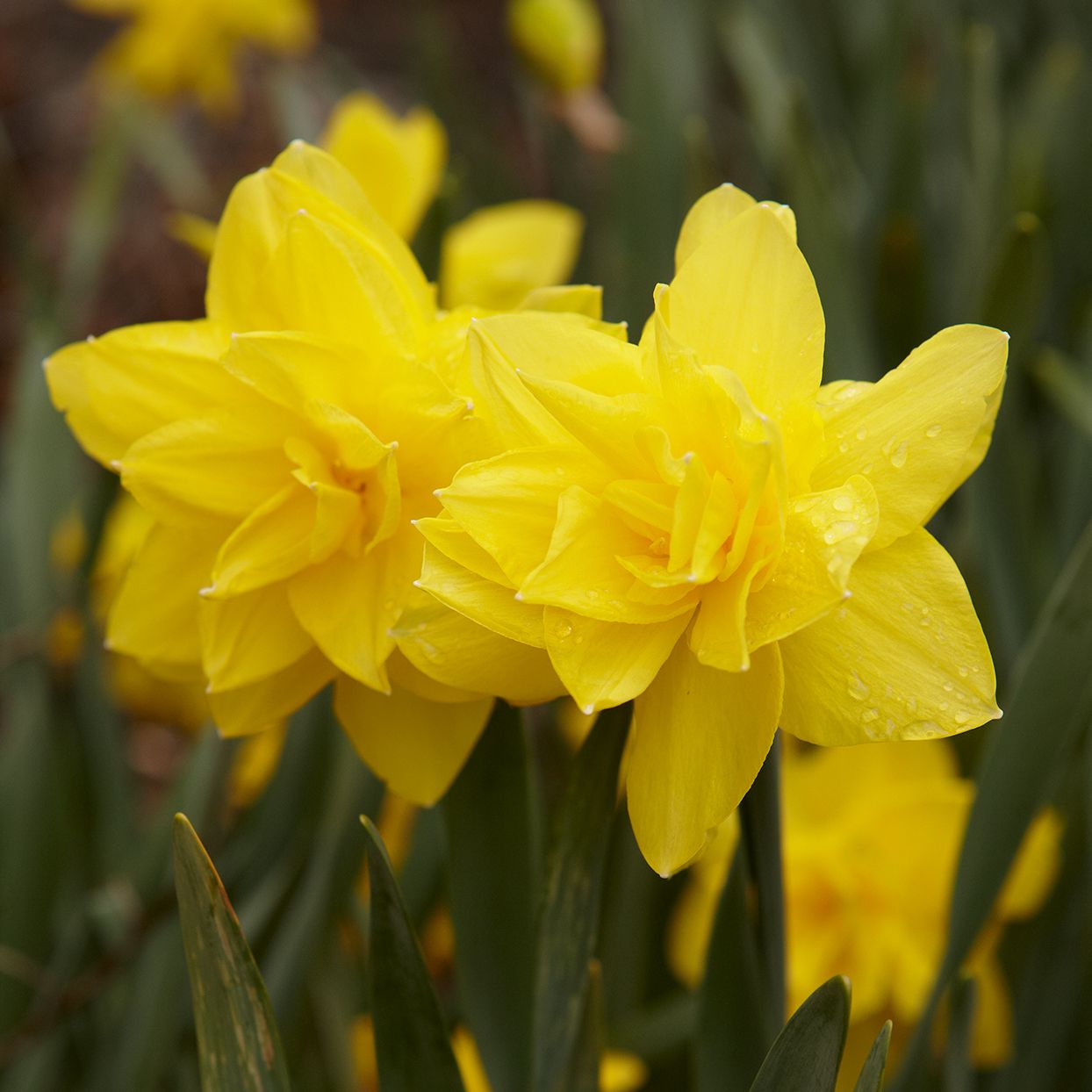 two golden ducat double daffodils