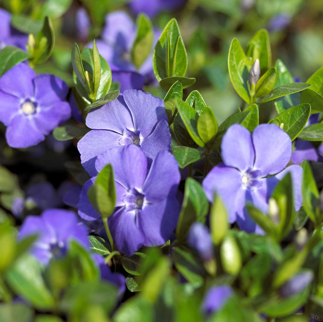 purple vinca minor myrtle flowering plant