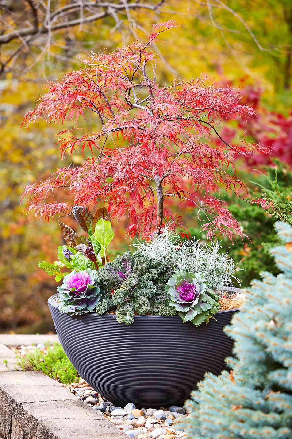 japanese maple in container