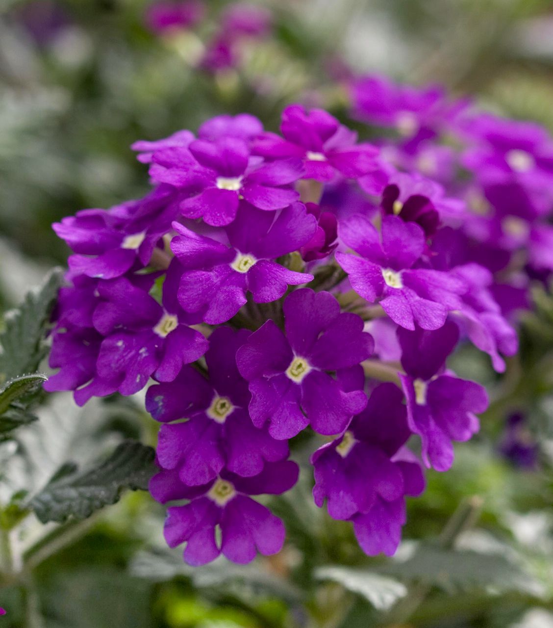 Verbena 'Fuego Dark Violet'