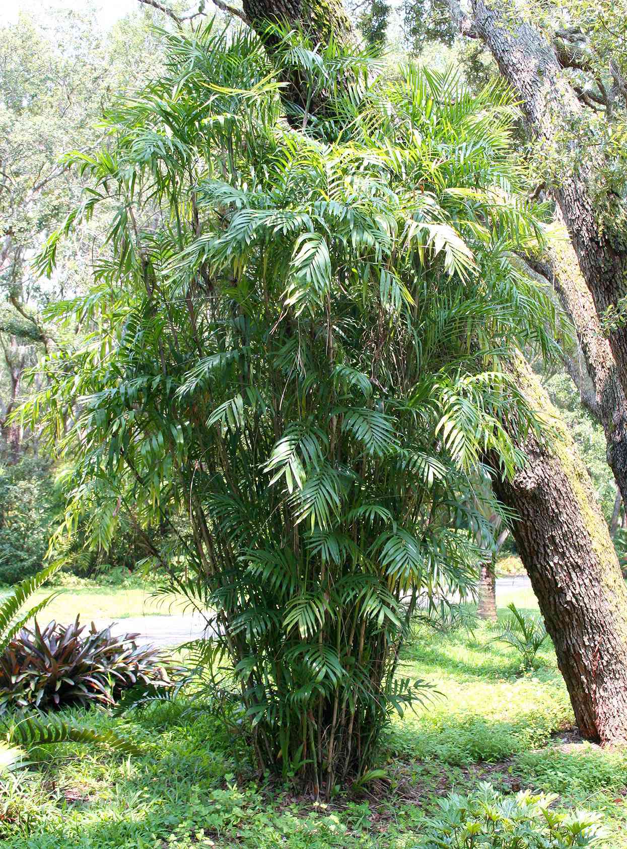 bamboo palm chamaedorea seifrizii