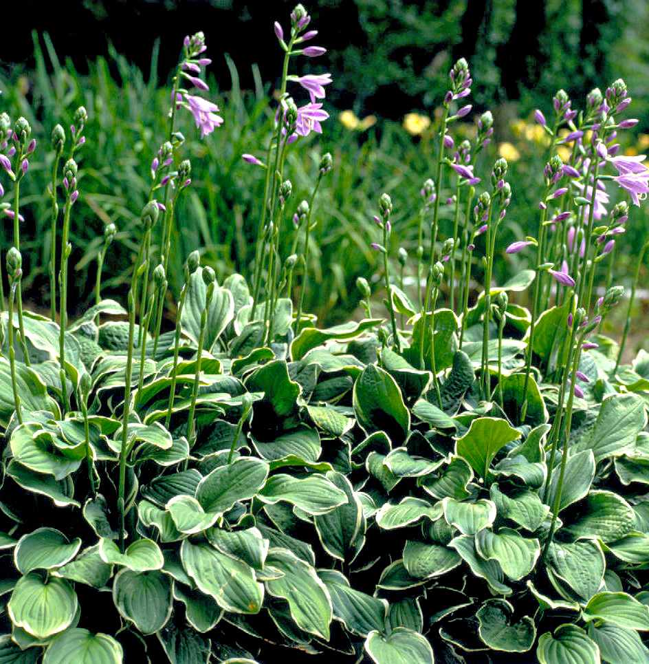 green-white hostas with pink blooms