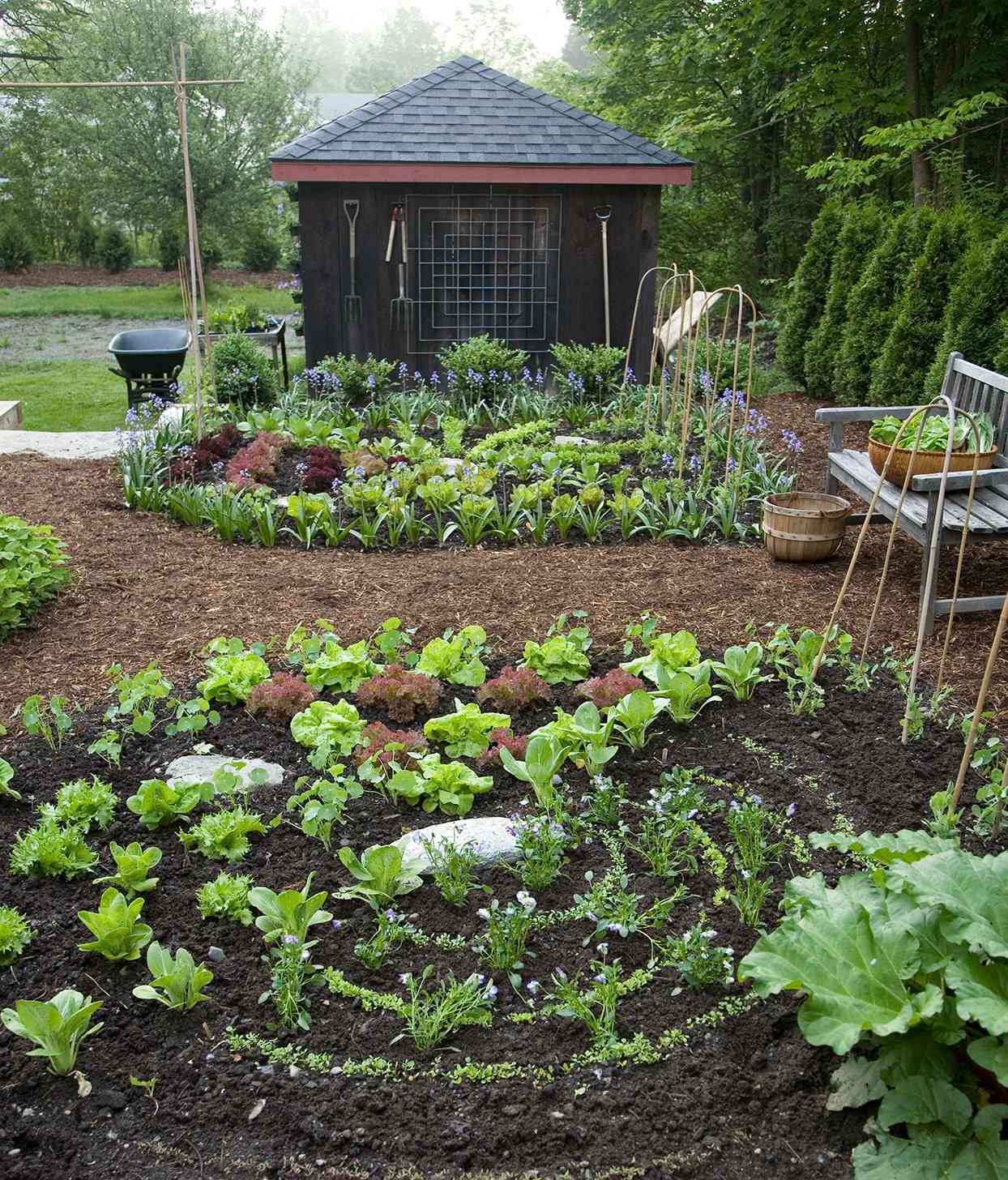rows of vegetables planted in a circle
