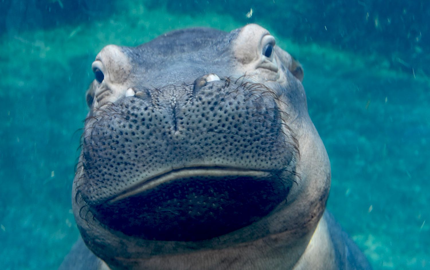 Fiona the hippo under water