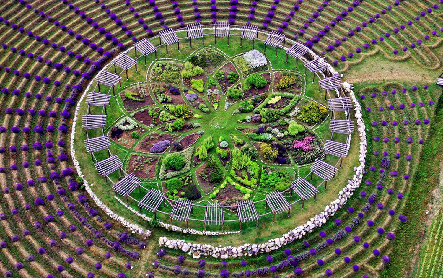 aerial shot of a lavender maze