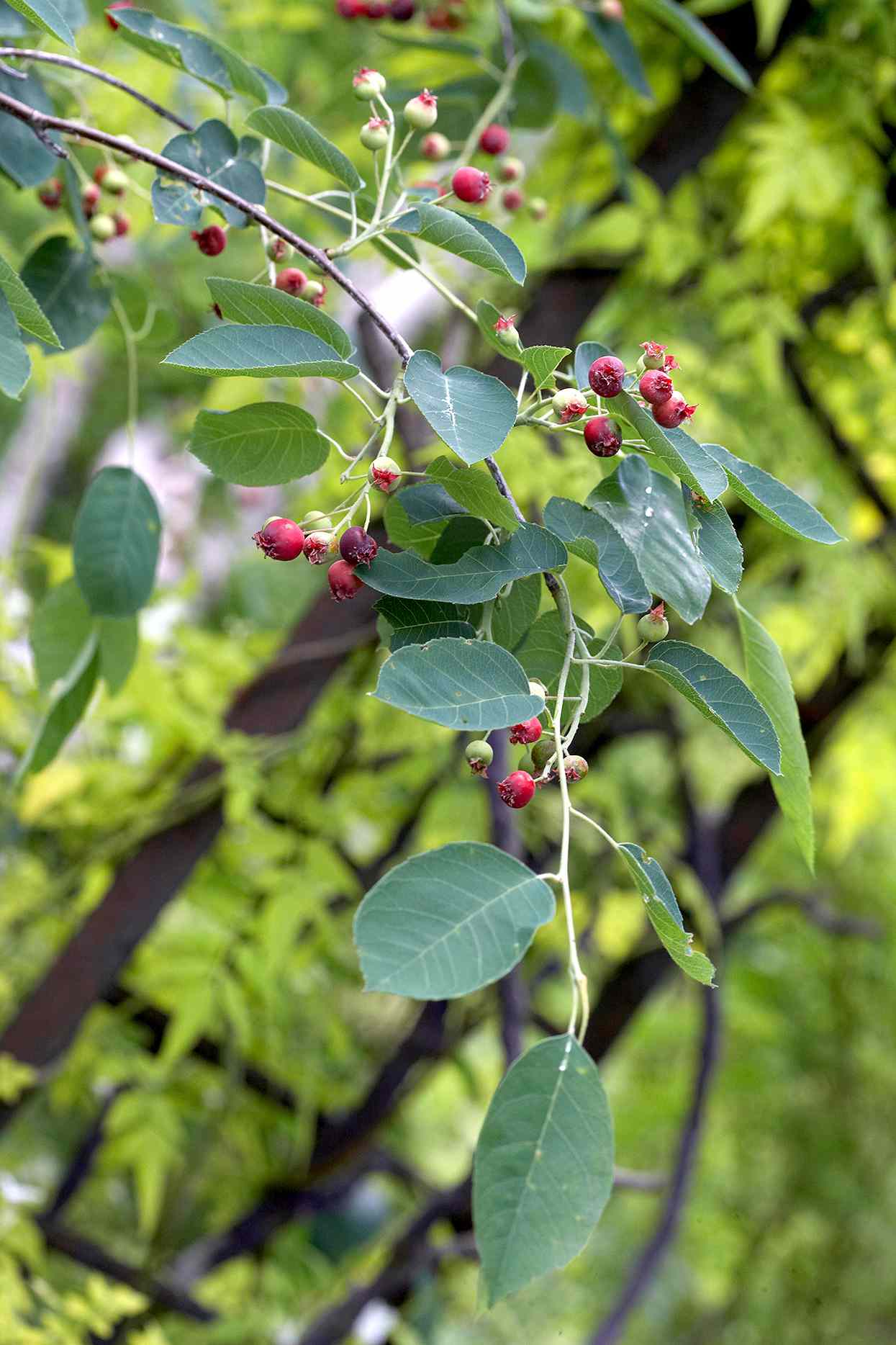 amelanchier arborea common serviceberry