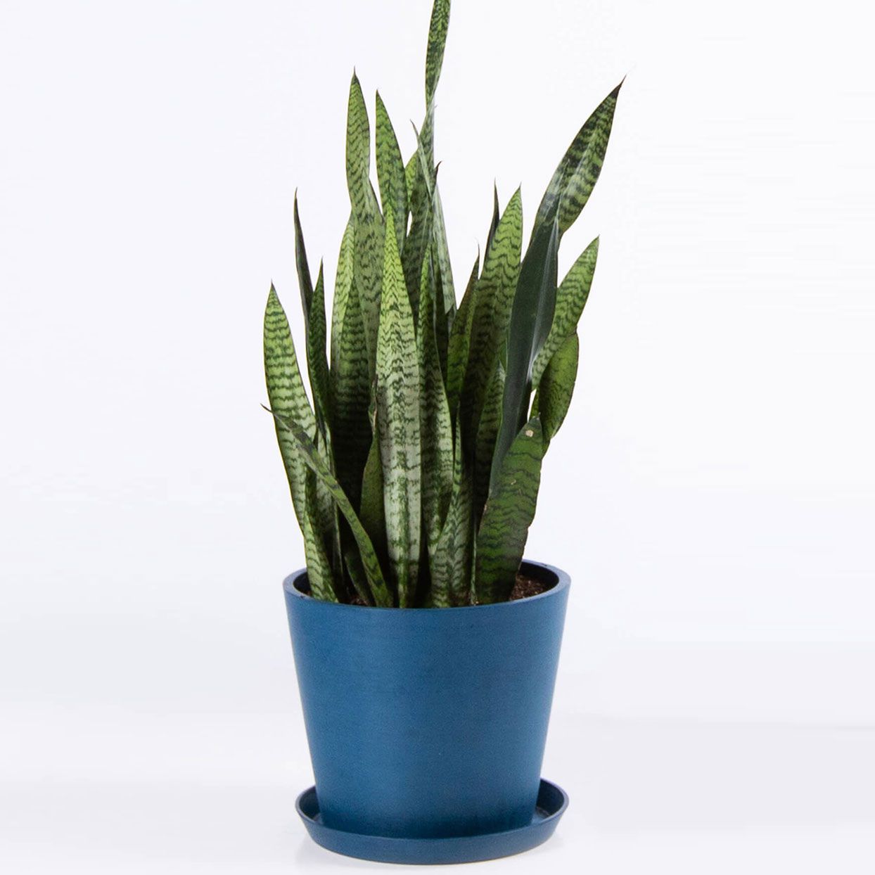 3 Foot Potted Sansevieria Plant, Snake Plant