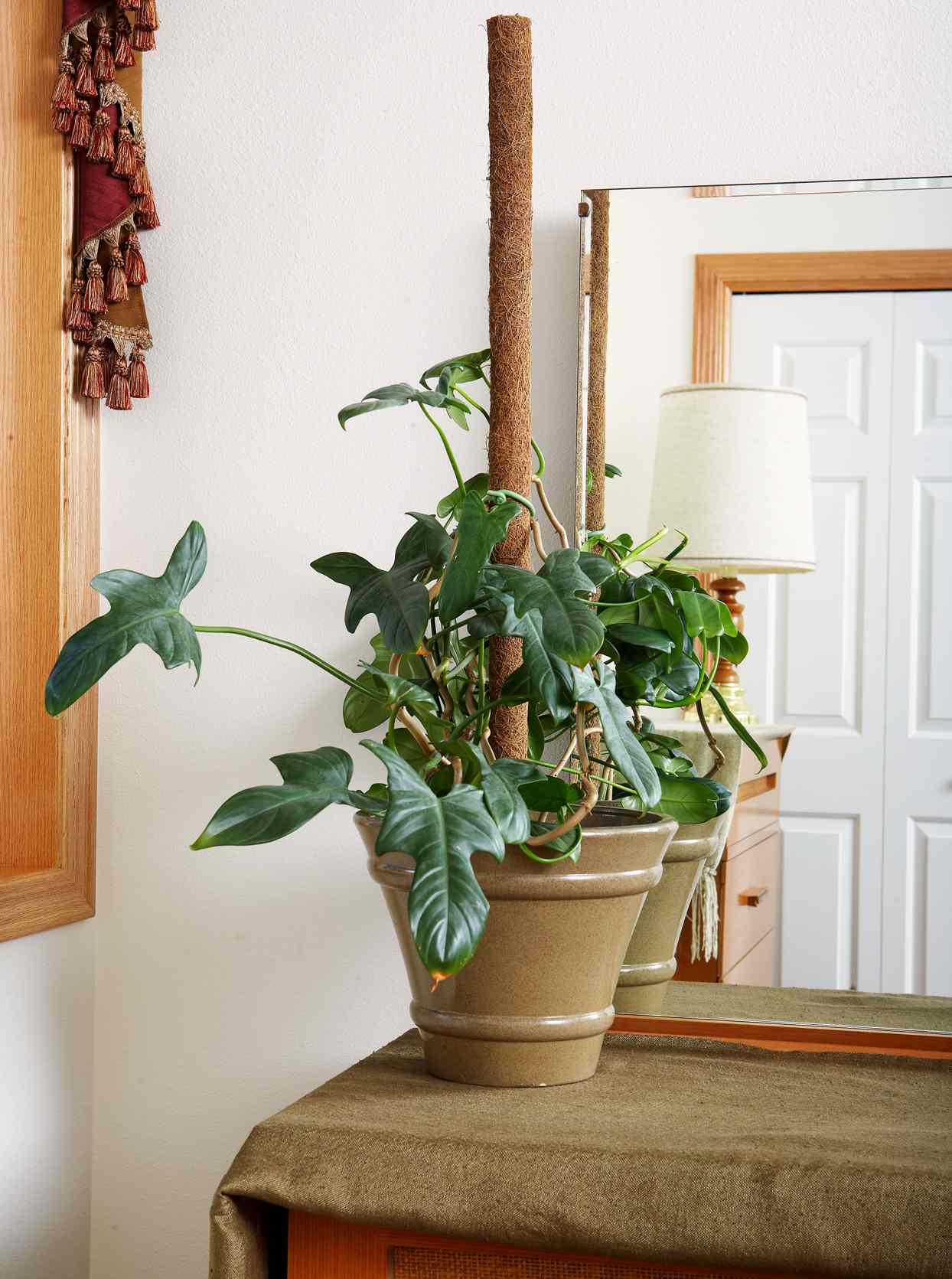 fiddle-leaf philodendron