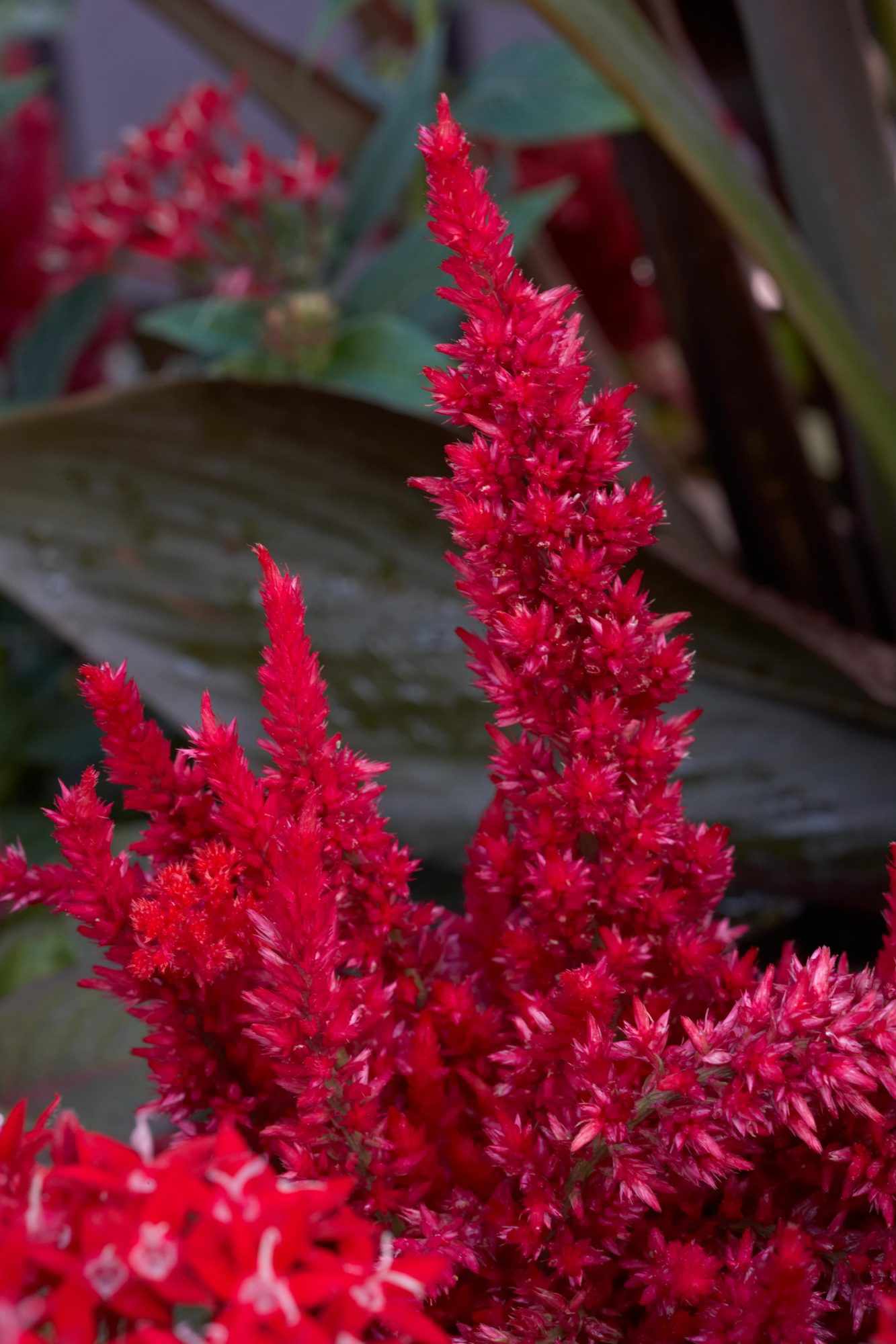 'Fresh Look Red' Celosia