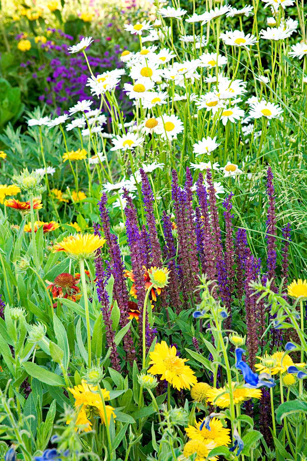 Details about   5 Canna Seeds Plants Flowers Garden Nature Beauty Fresh Colorful Perennials Grow 