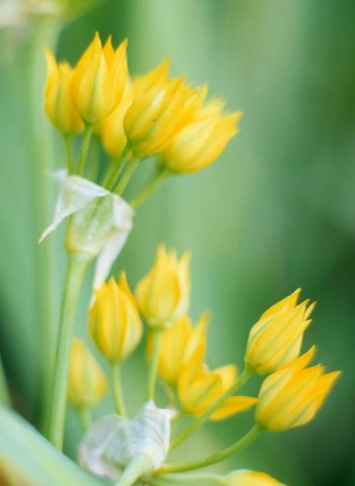 Golden garlic Allium moly