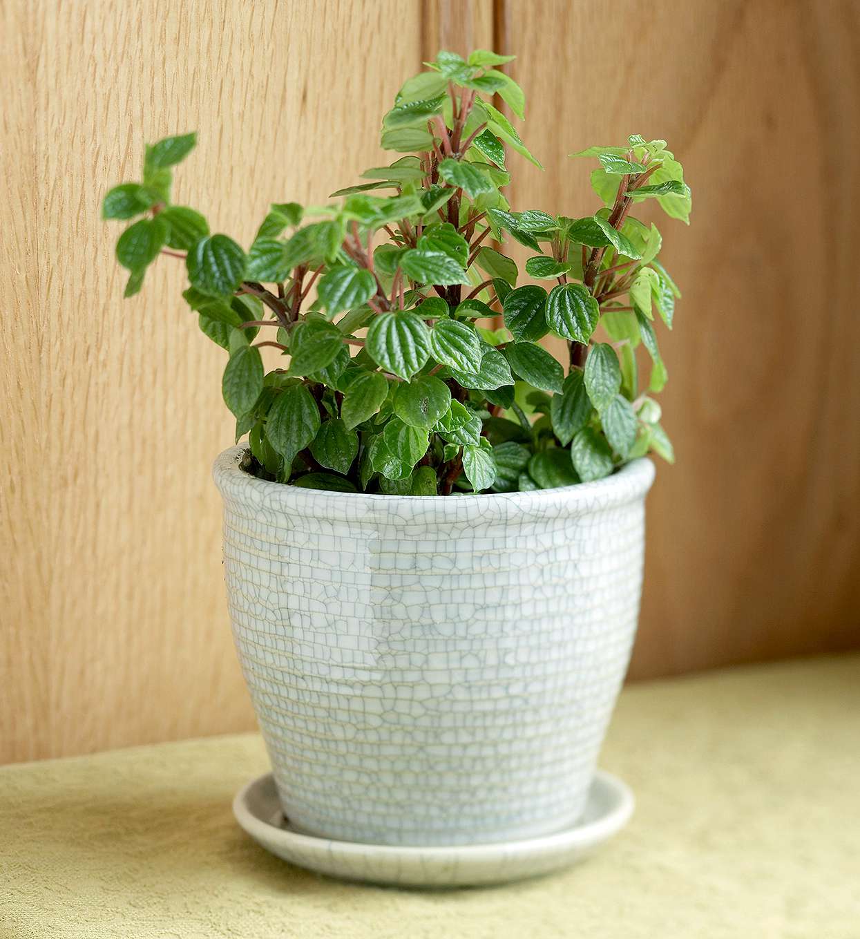 japanese peperomia japonica with red stems in ceramic planter