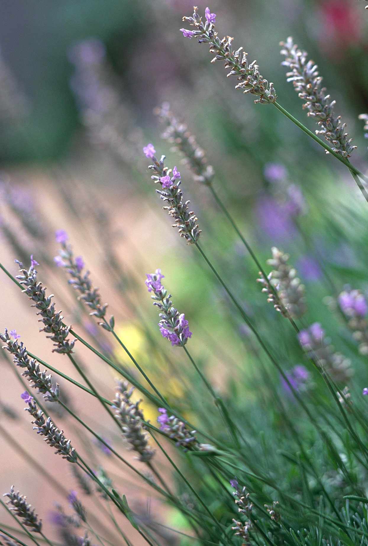 lavender flowering plants