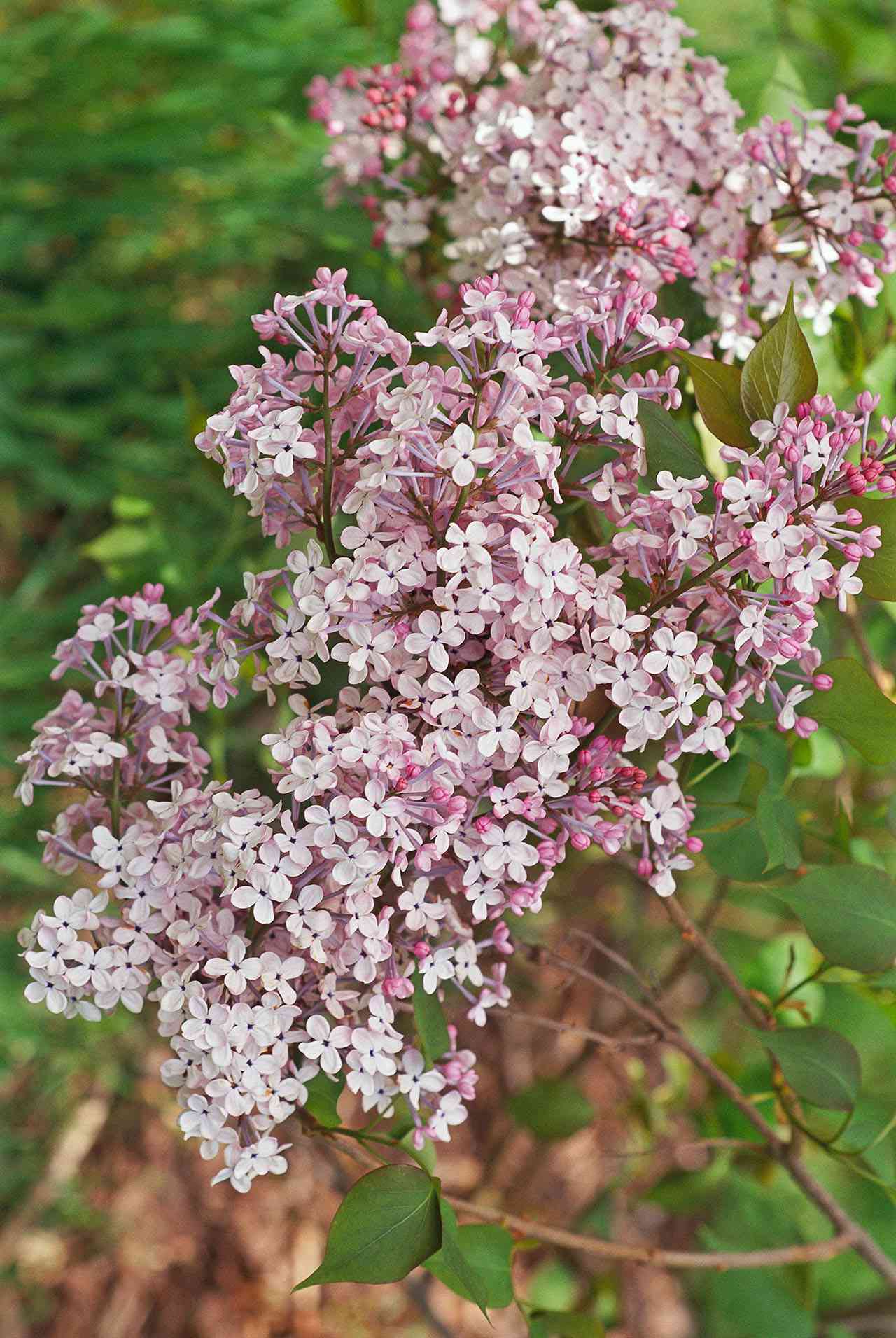 Lilac shrubs