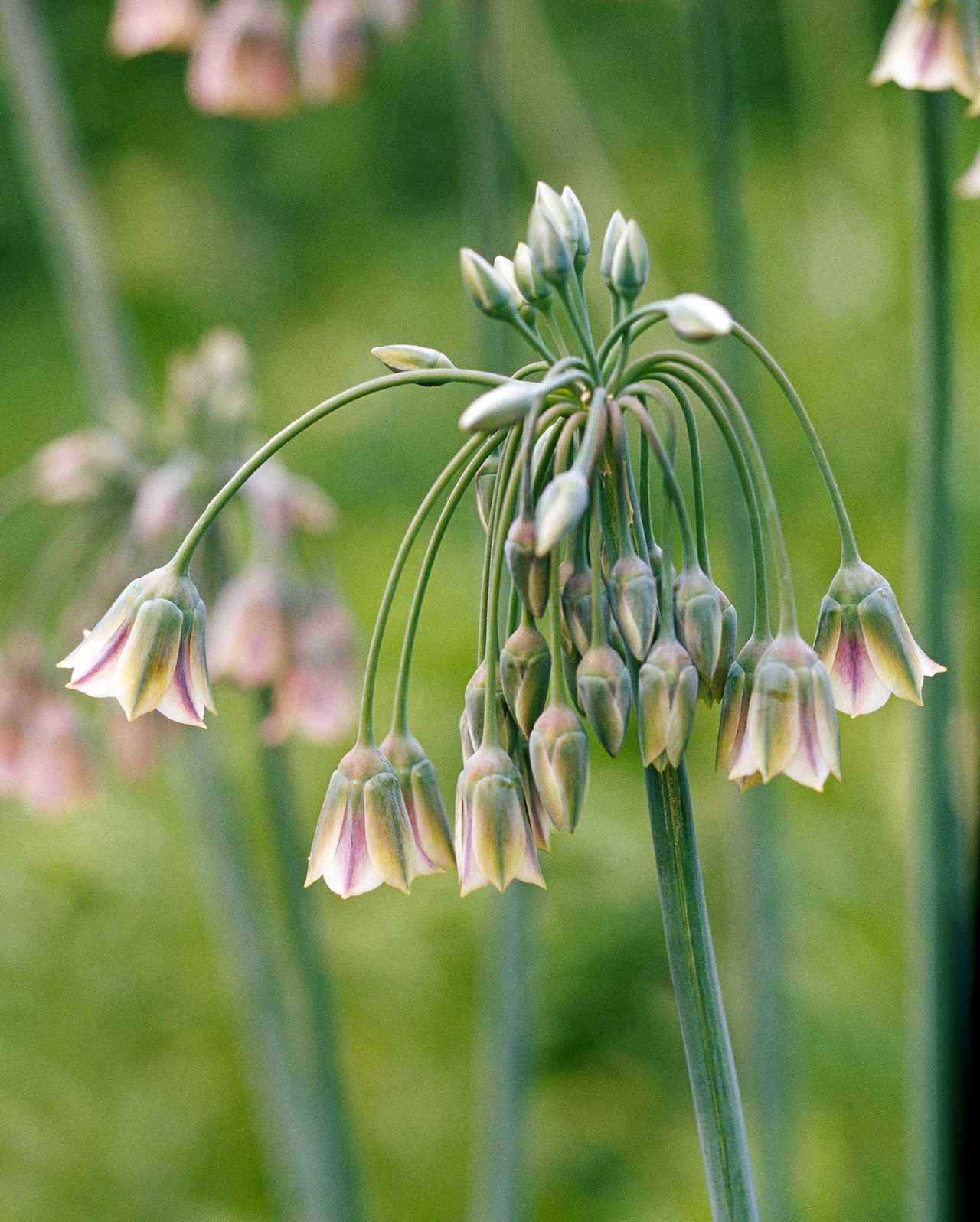 Nectaroscordum false Allium