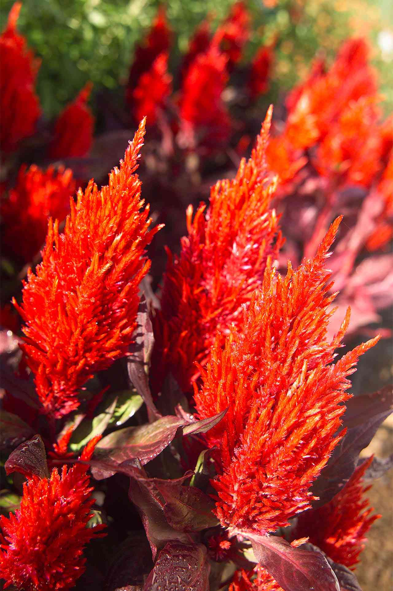 'New Look Red' Celosia